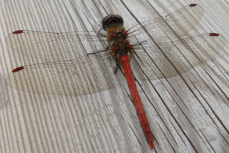 Sympetrum